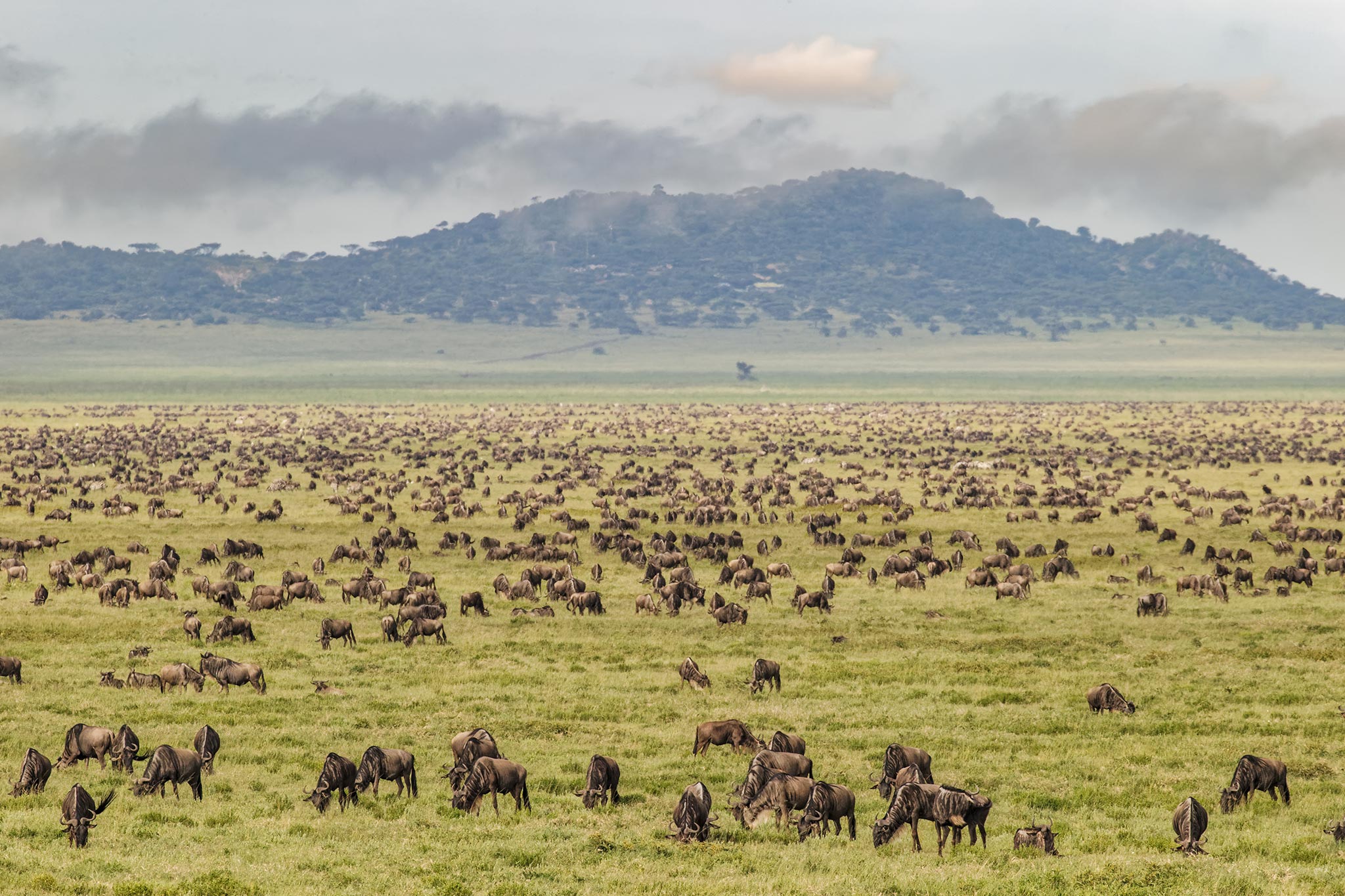 Large wildebeest herd during migration Serengeti National Park, Tanzania