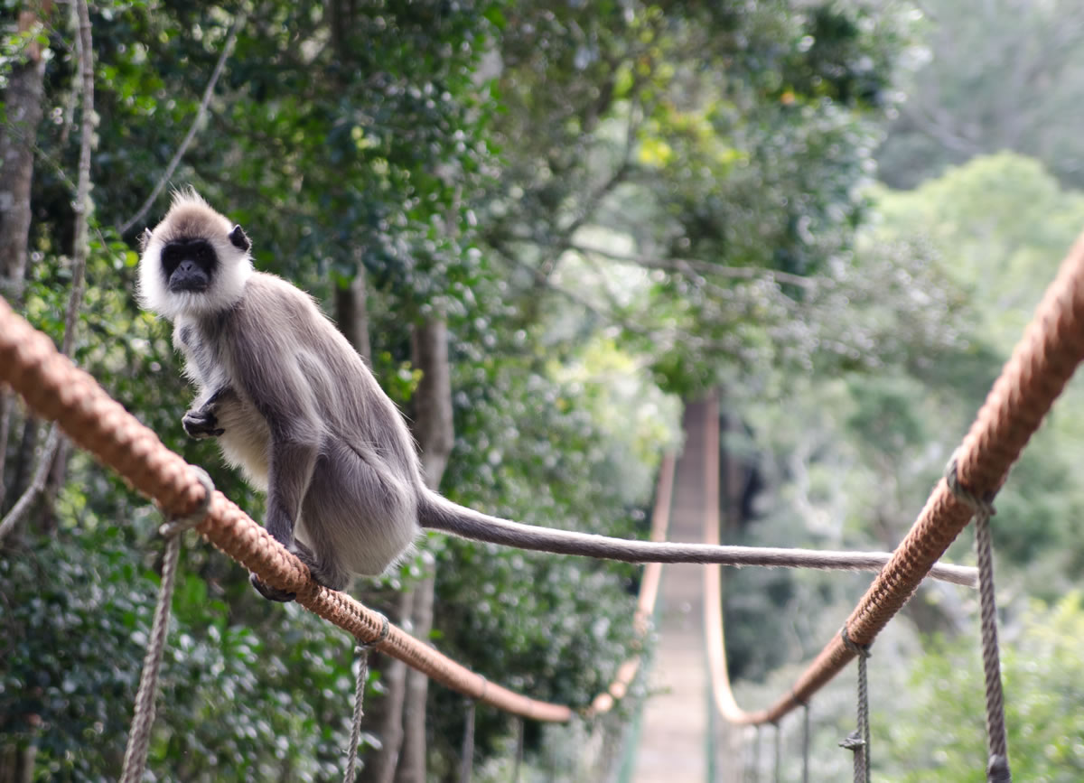 A monkey balancing on a long rope bridge