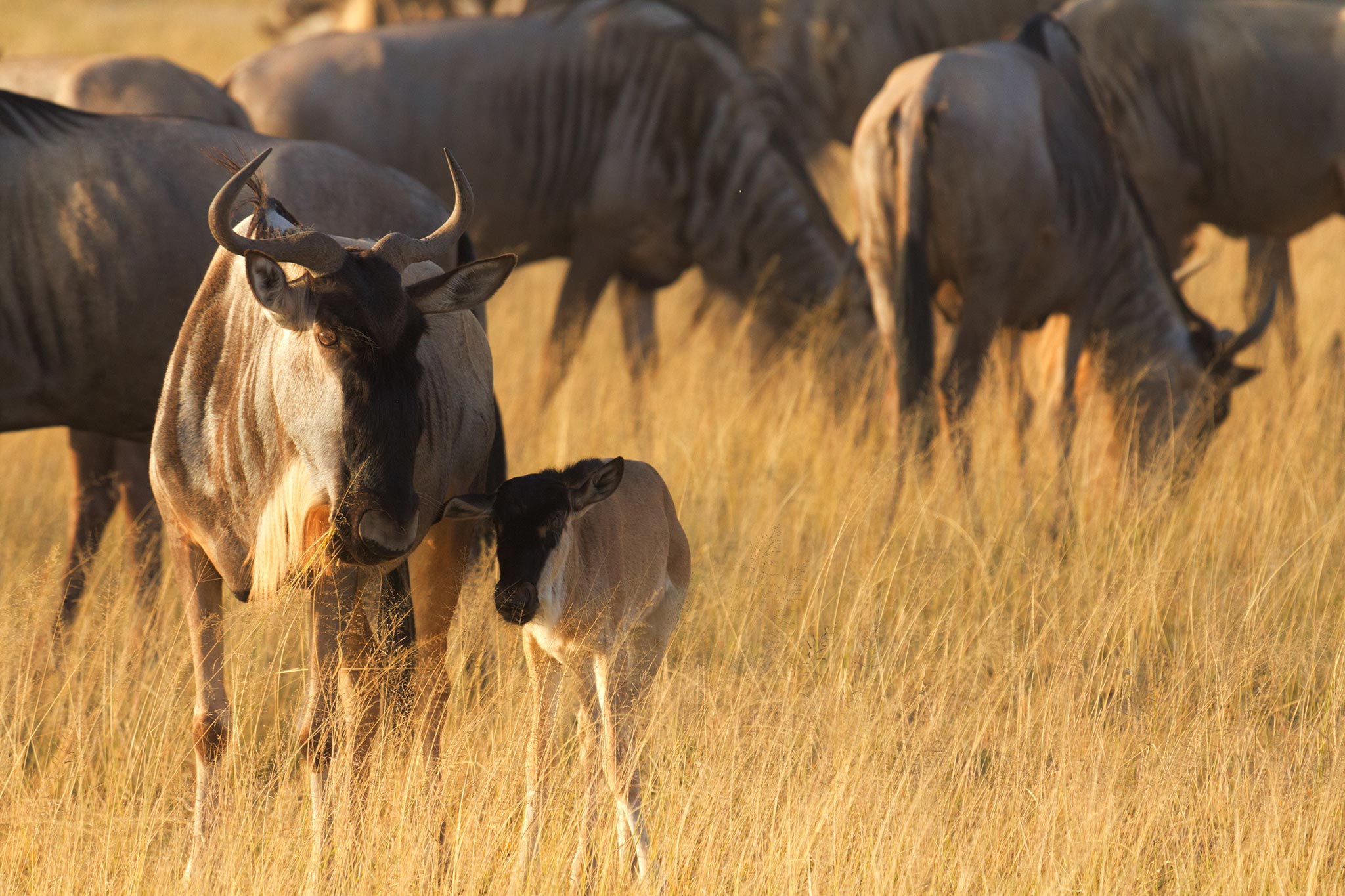 Mother and baby wildebeest In Amboseli Park