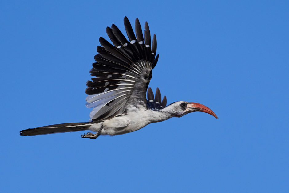 Zazu aus „Der König der Löwen” fliegt über der Savanne