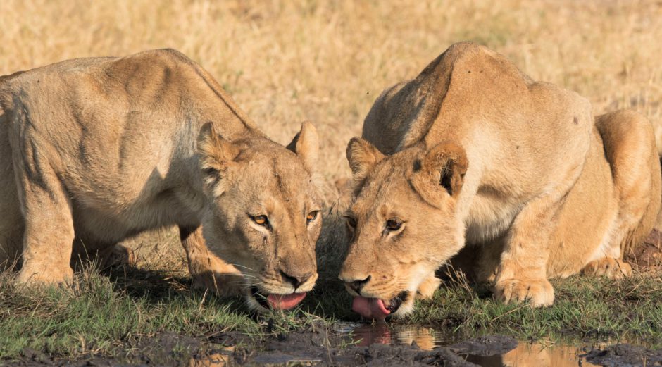 Der Hwange Nationalpark ist zweifelsfrei einer der besten Orte für Tierbeobachtungen in Afrika - unsere Reisetipps für Simbabwe