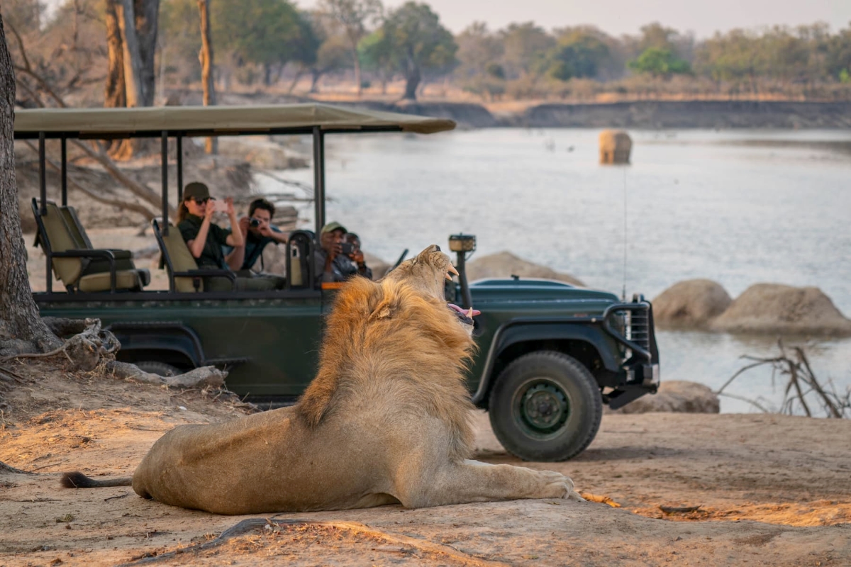 Game drive sighting of a yawning lion