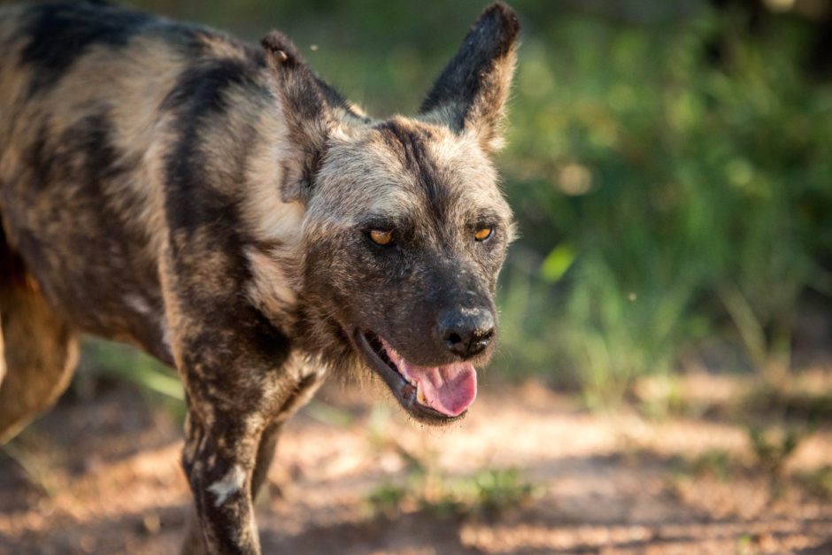 El sur de África es un feroz oponente cuando se trata de destinos de safari definitivos.