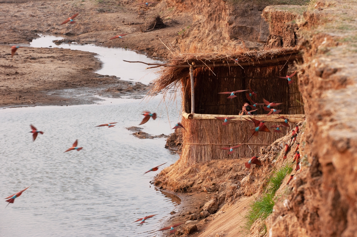 Guests observing bee eaters from a bird hide on a riverbank