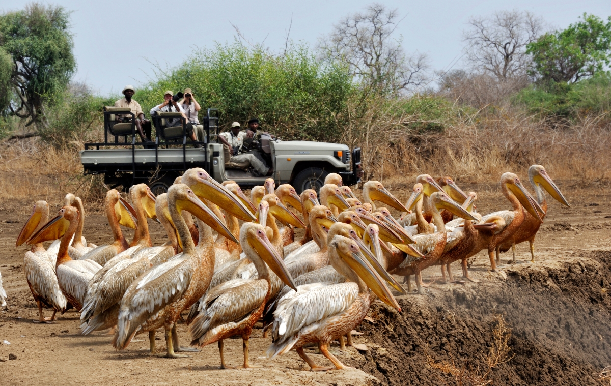 Pelican sighting while on a morning game drive