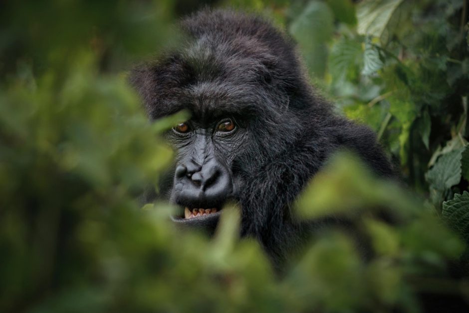 África Oriental oferece certas experiências que você não encontrará em nenhum outro lugar