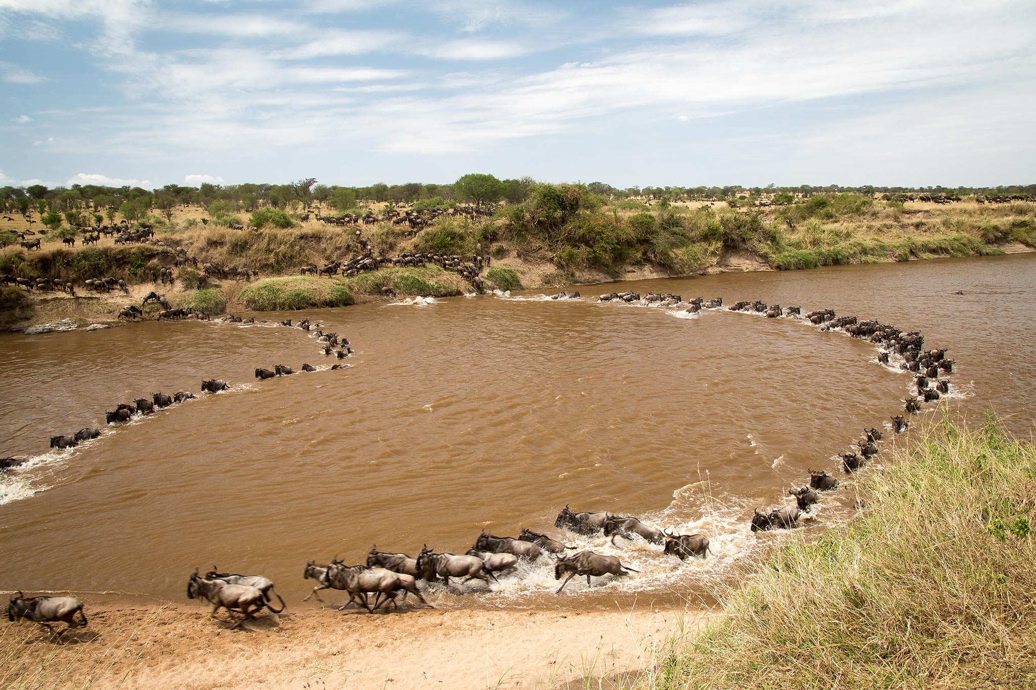 The Mara, Talek, and Sand Rivers have become famous for the Great Migration river crossings