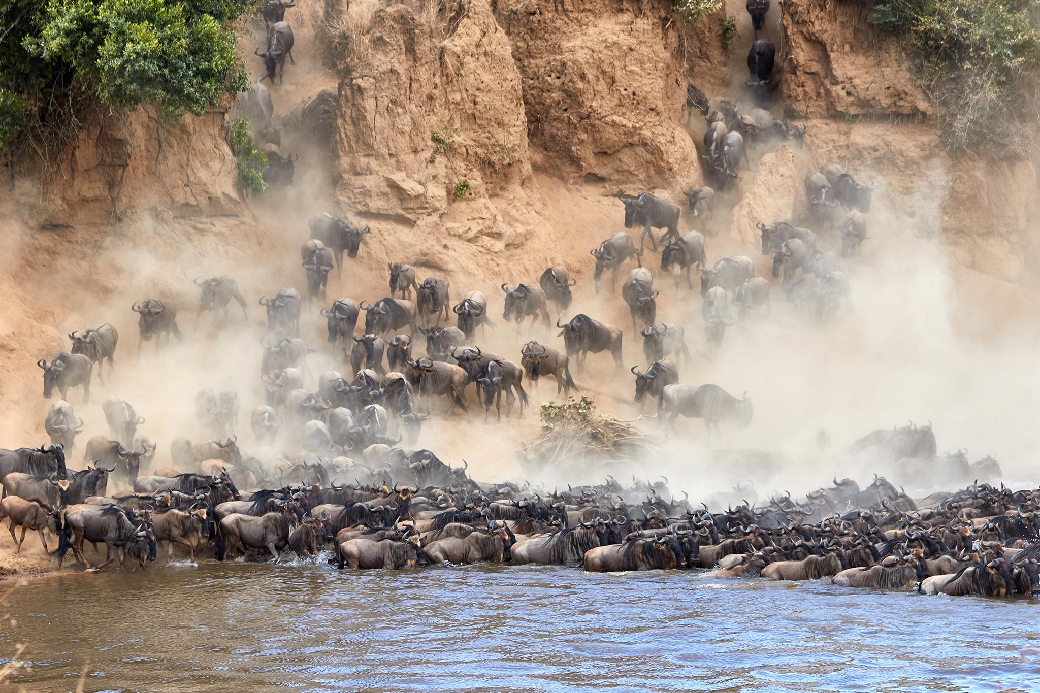 Wildebeest crossing the Mara River during the annual great migration