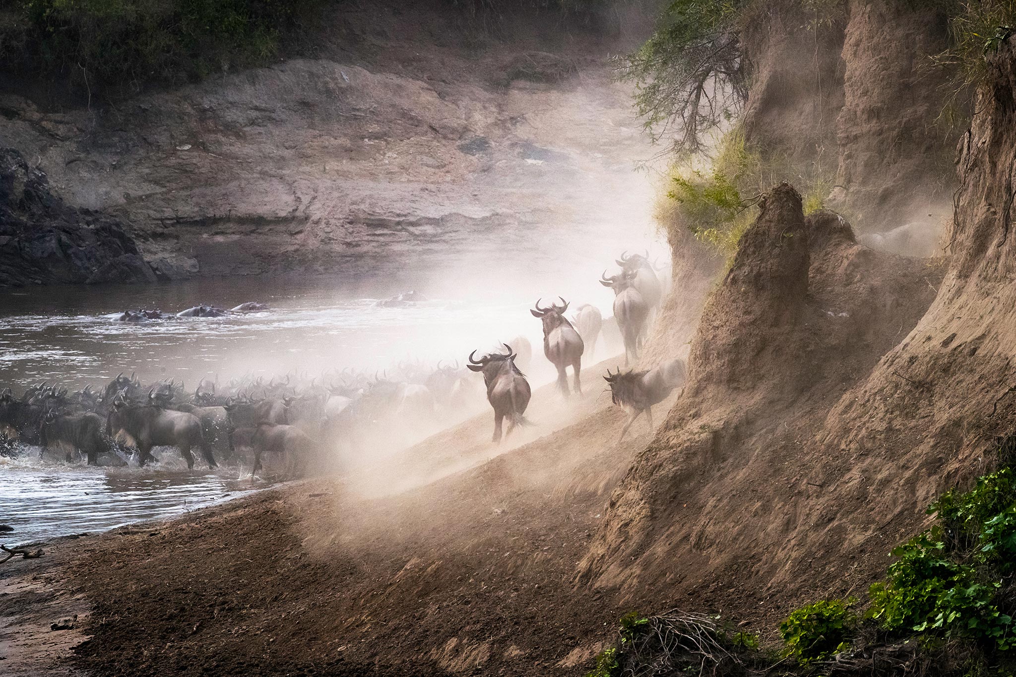 Wildebeest herd crossing the Mara River