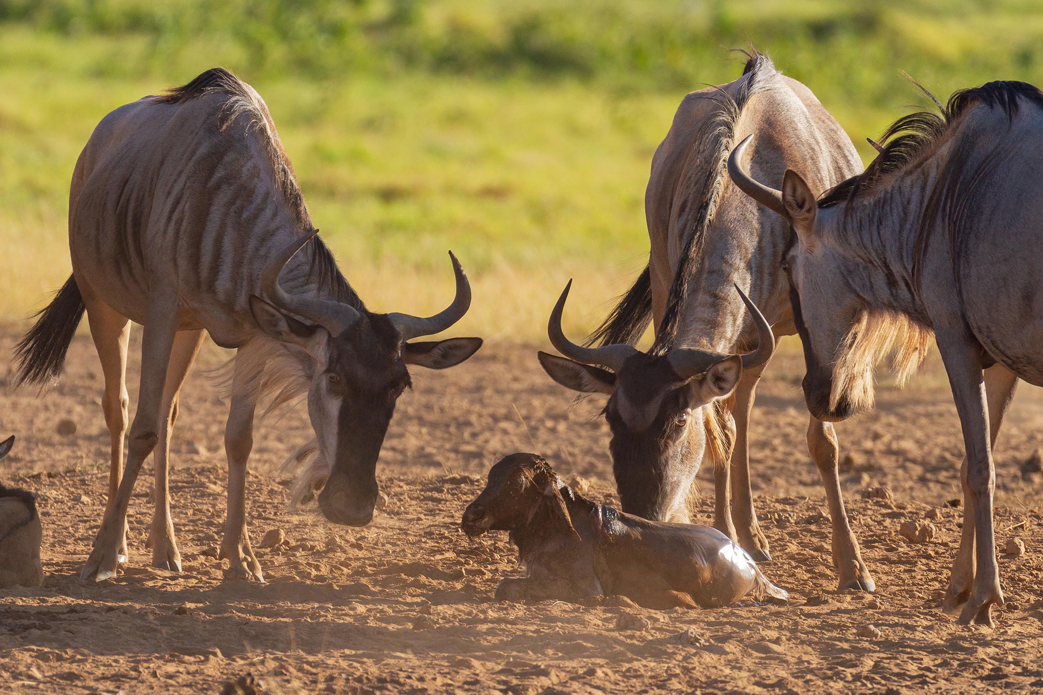 Mother group stand over to protect baby just born