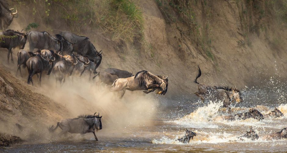 Gnus überqueren den Mara-Fluss - eine spannende Reisezeit für Tansania