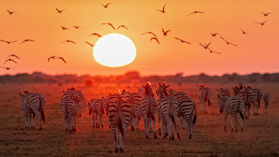 Zebras in Botswana - Erleben Sie die Highlights von Botswana mit Rhino Africa