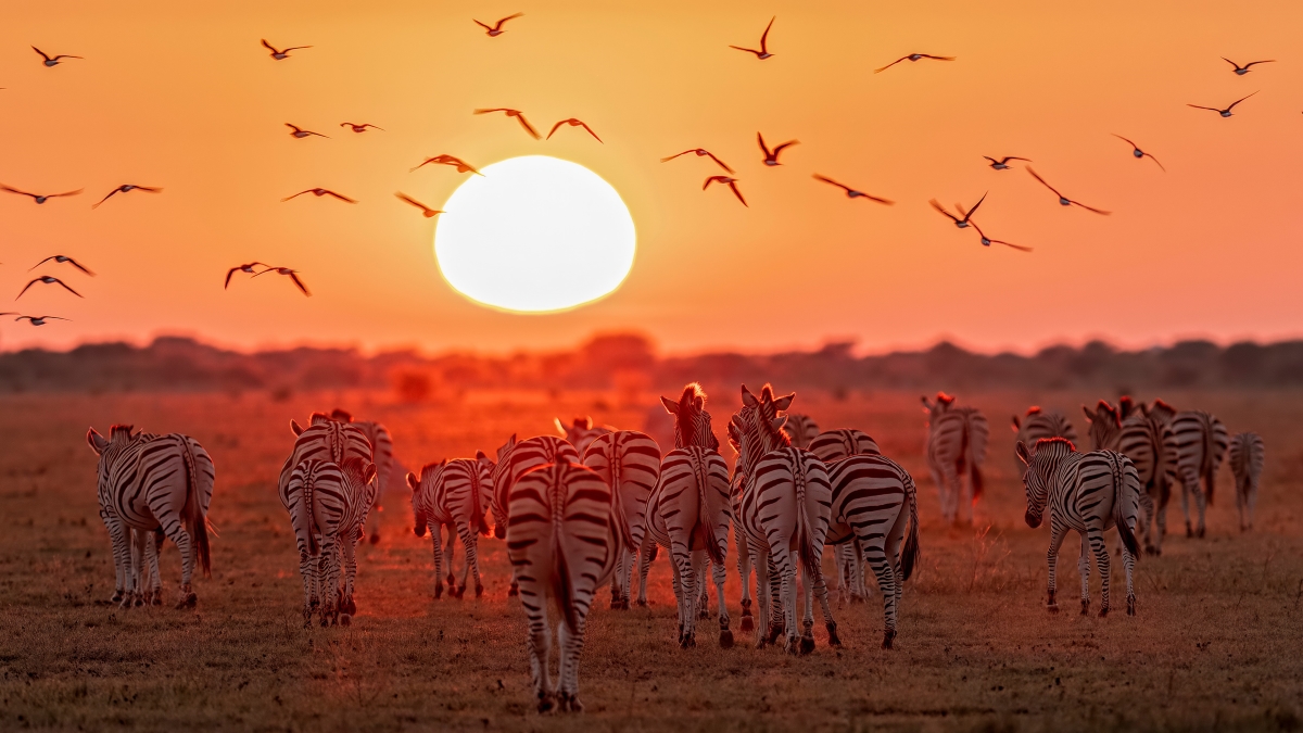 Zebras walking into the sunset