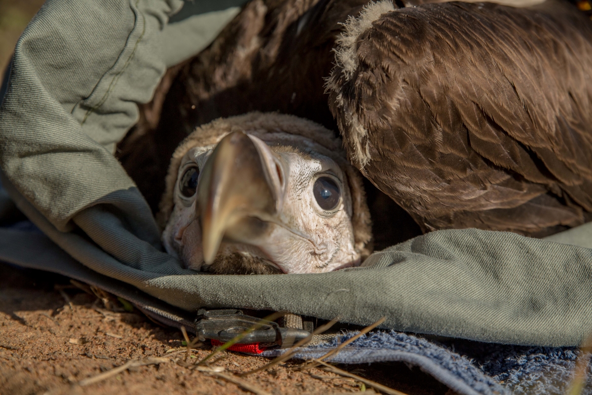 Vulture being gently studied by conservation specialists