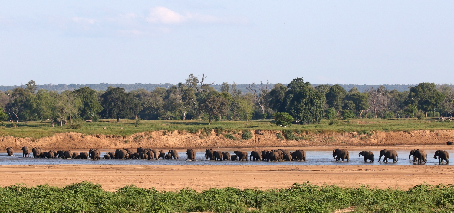 Massive elephant crossing a river in Gonarezhou National Park