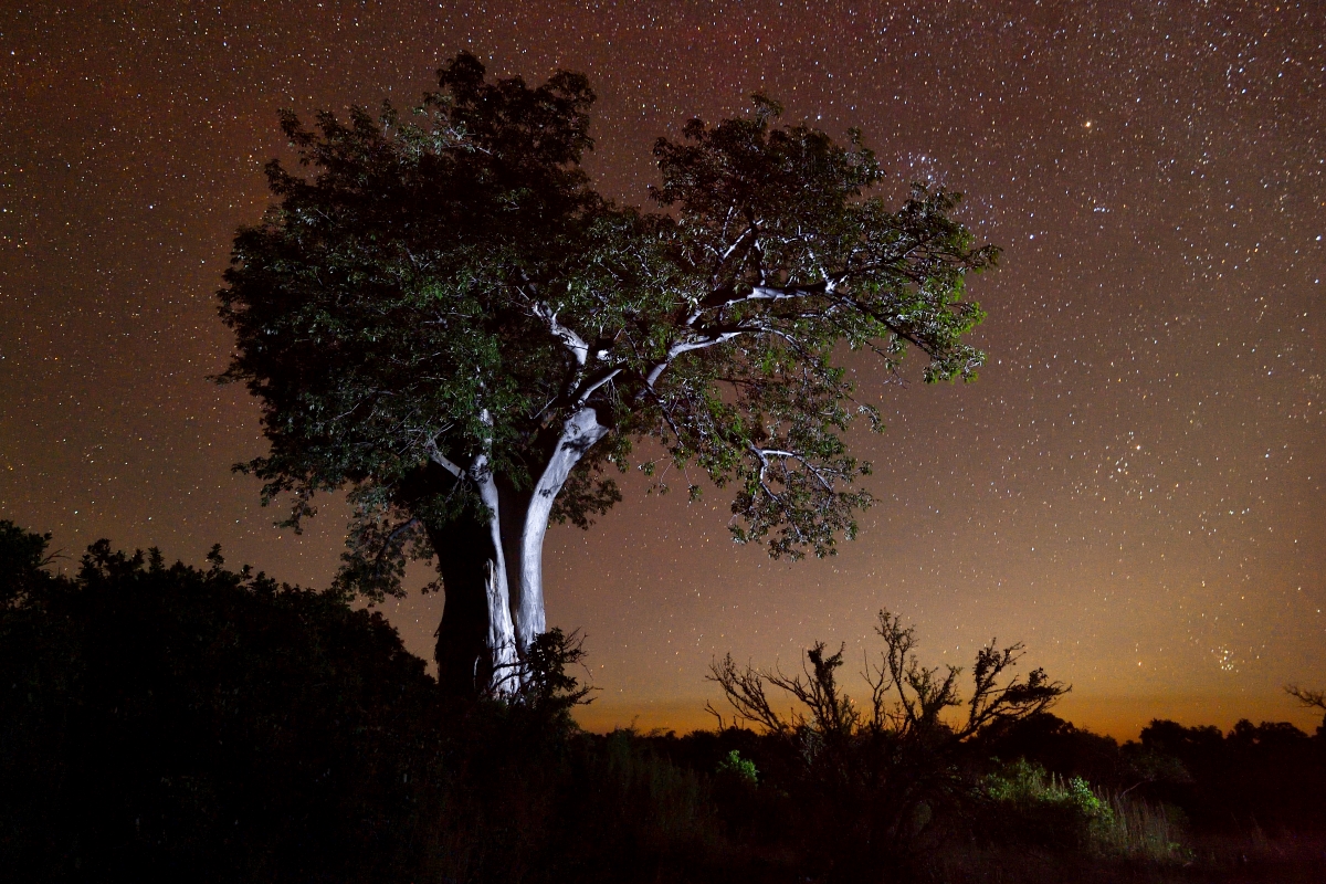 Photo of a tree and starry night