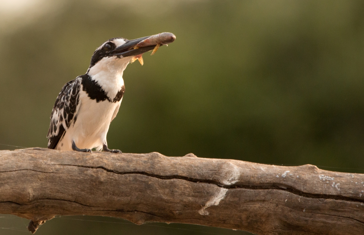 Close-up image of a King fisher with catch