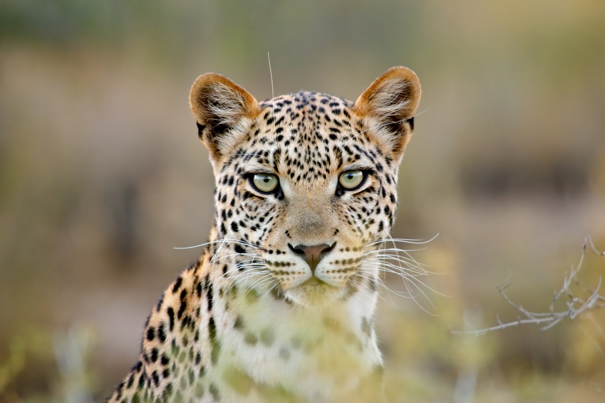 Leopard in the wild