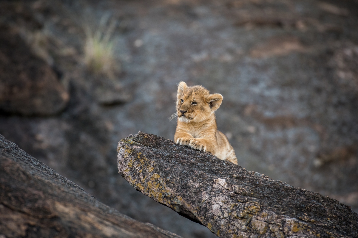 Very young lion cub sitting alone on a rock