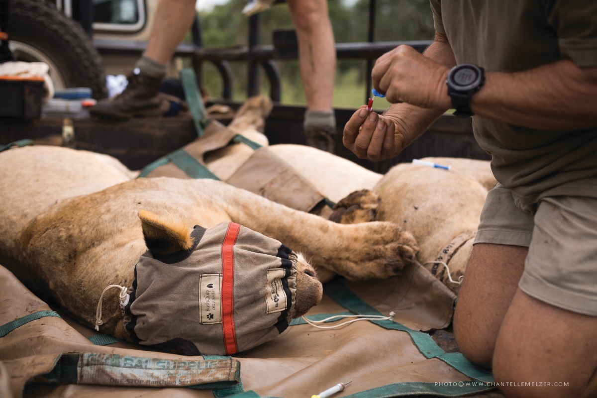 Conservationists tending to a tranquilized lioness