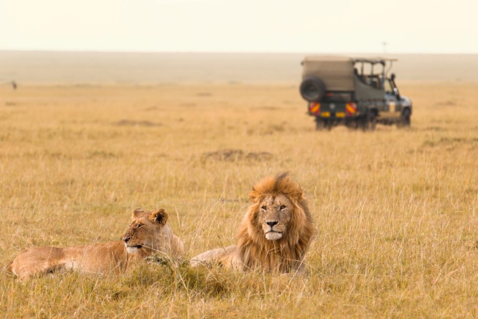 Zwei Löwen in der kenianischen Savanne - ein Highlight auf Safari mit der ganzen Familie