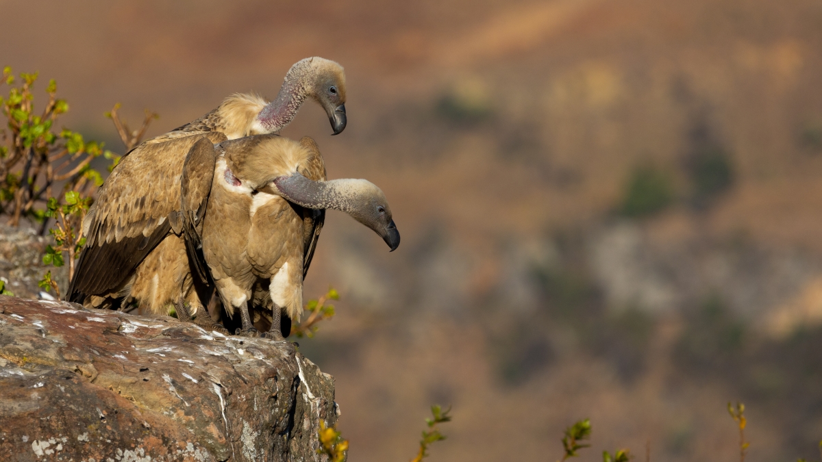 Two young Cape vultures 