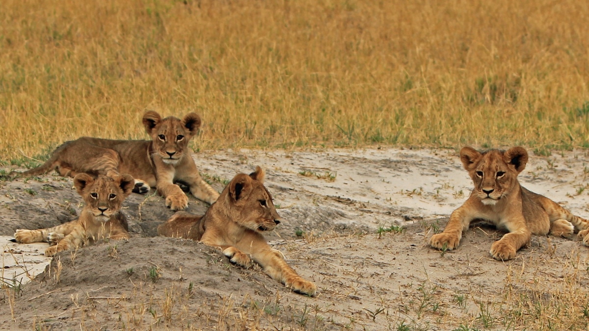 Cecil's lion cubs