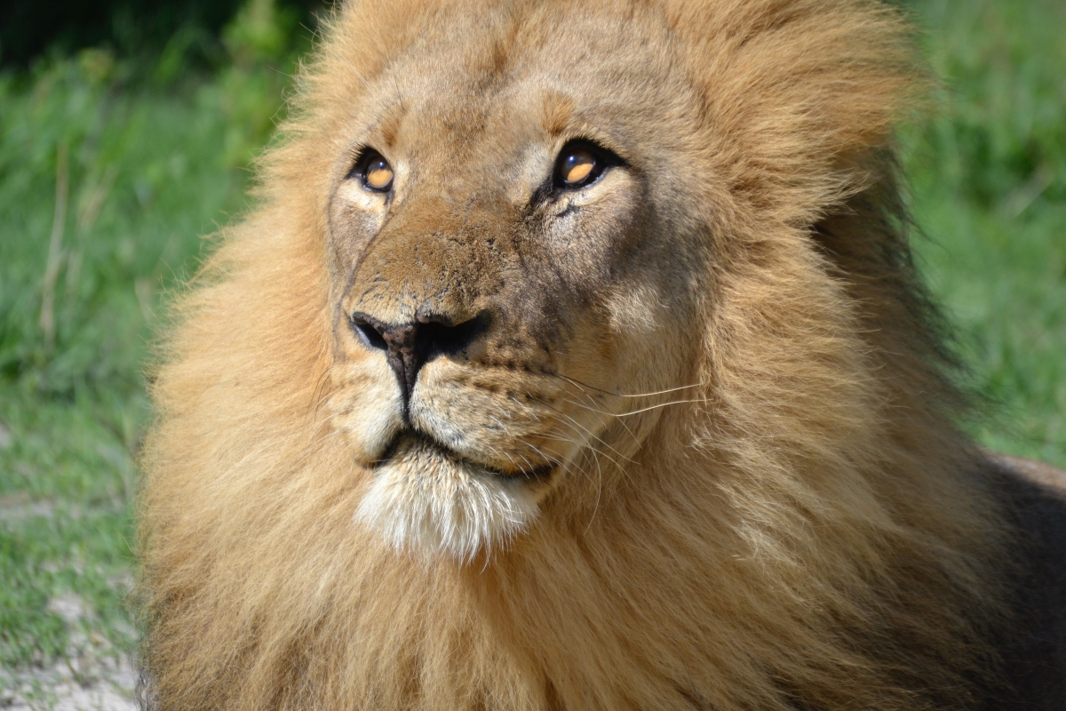 Closeup of Cecil the majestic lion