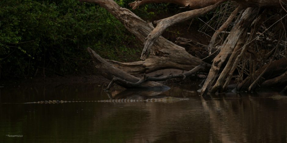 A nile crocodile in Africa, one of the best camouflaged animals on the African continent