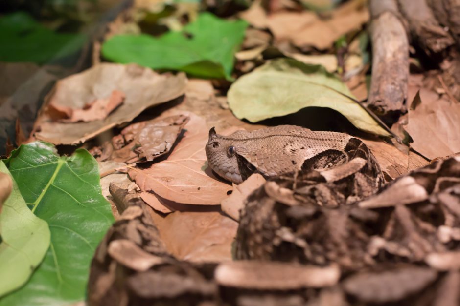 A gaboon viper in Afria between leaves