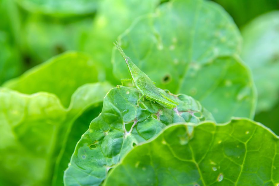 Green grasshopper blending in with leaves - one of the best camouflaged animals in Africa