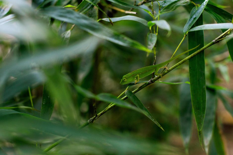 A green chameleon in Africa, a well-camouflaged creatue