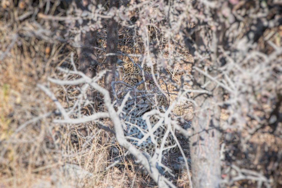 Leopard perfectly camouflaged in the African bush