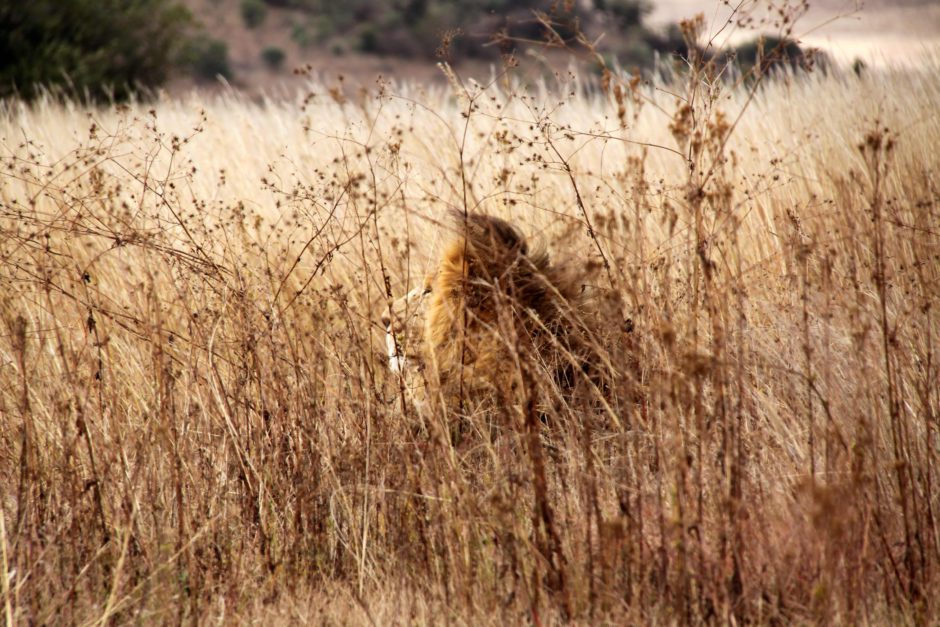 A male lion hiding in high grass, one of Africa's best camouflaged animals