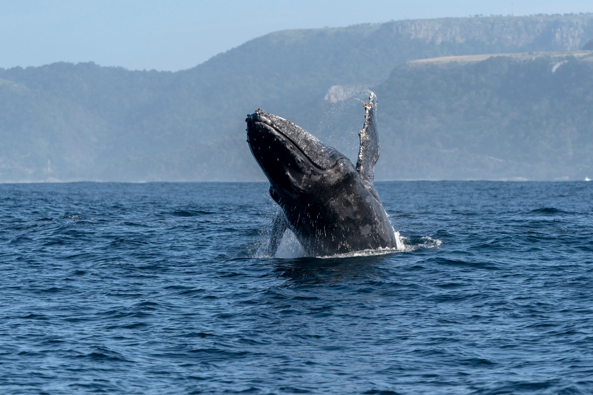 Humpback whale breaching 