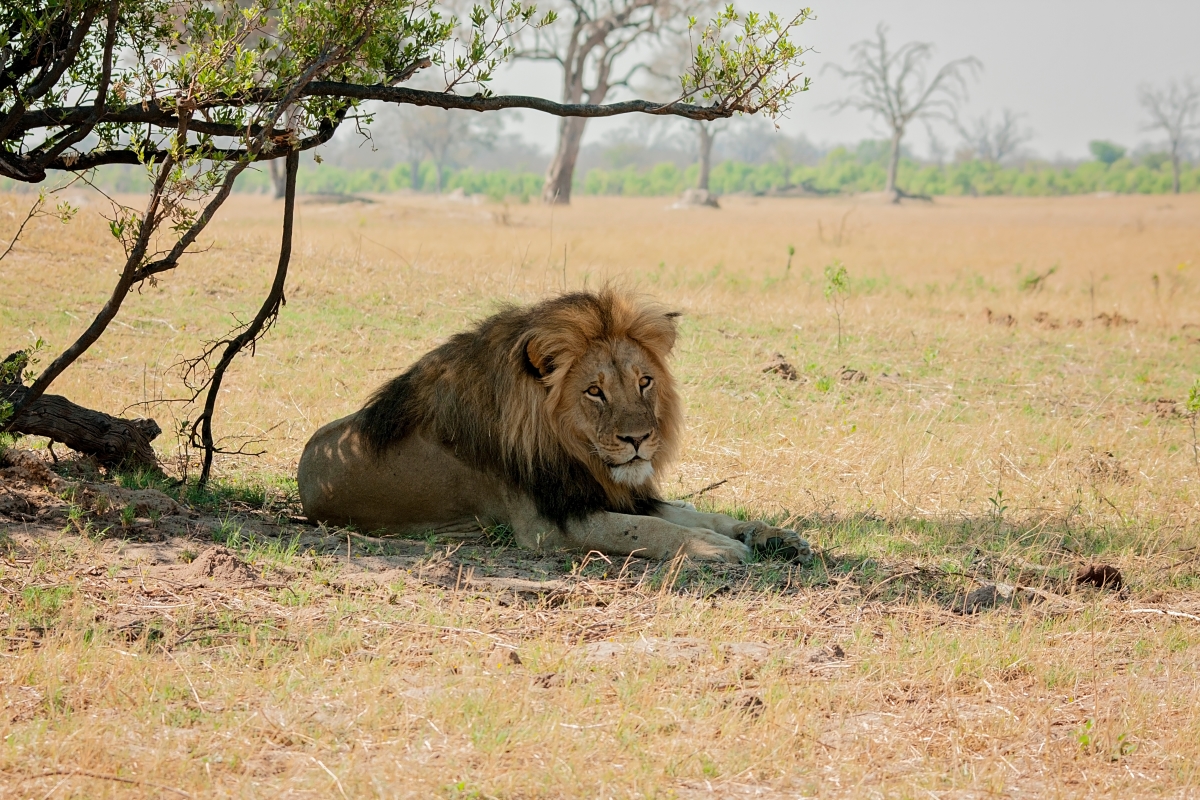 Jericho the lion resting under a tree