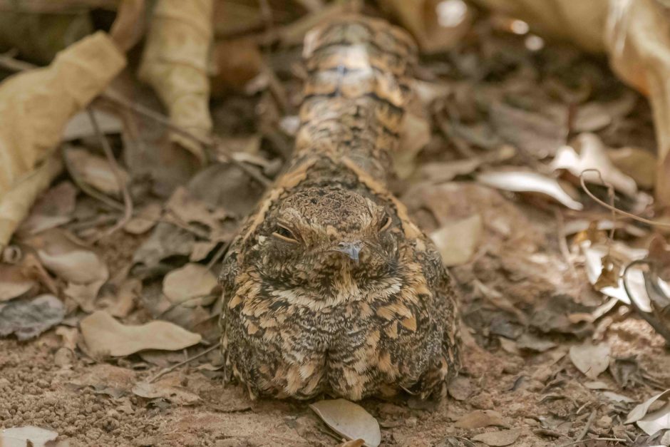 A long-tailed nightjar blending in with leaves and dirt