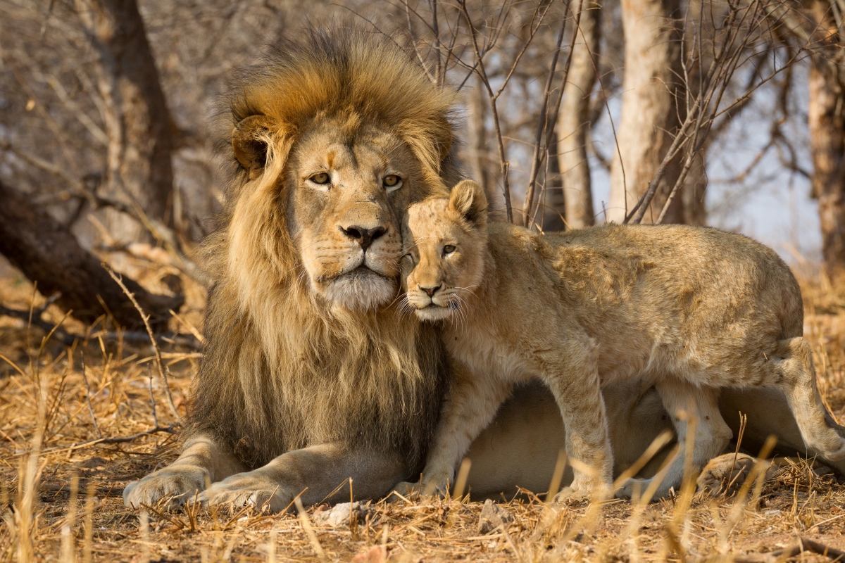 Large male lion with his cub