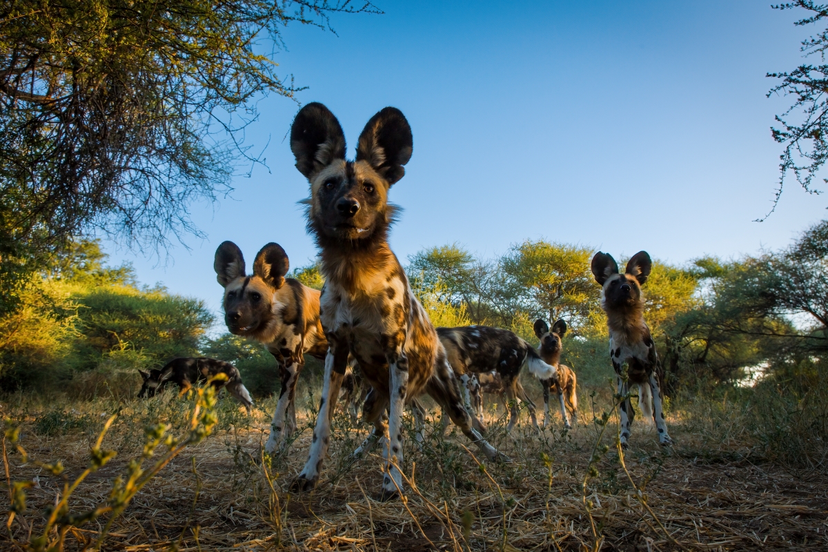 A group of African wild dogs captured by a hidden camera