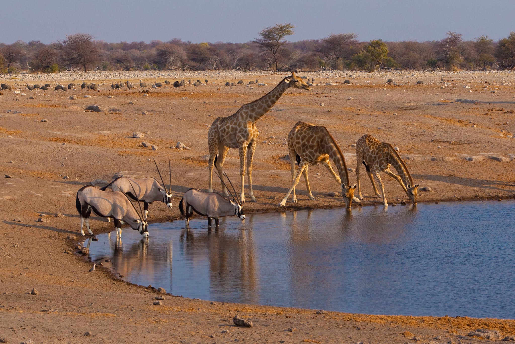 wildlife sightings namibia