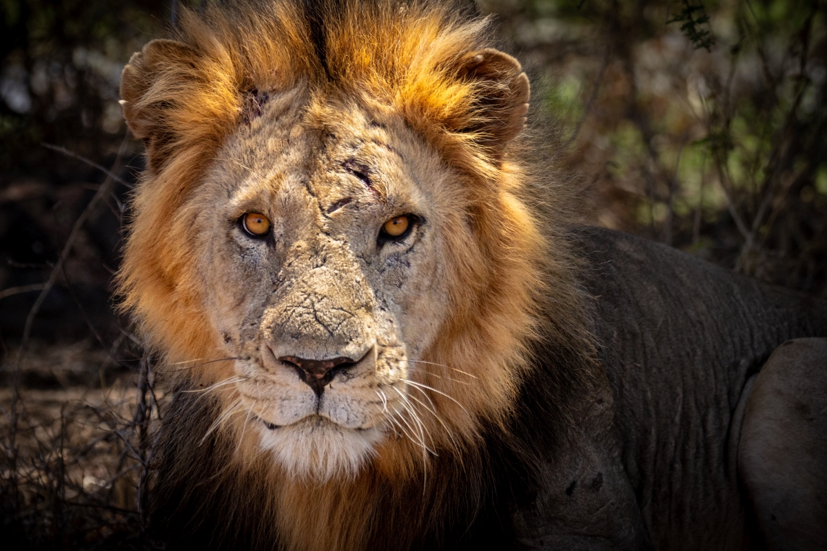 Close up of a lion with many scars on his face