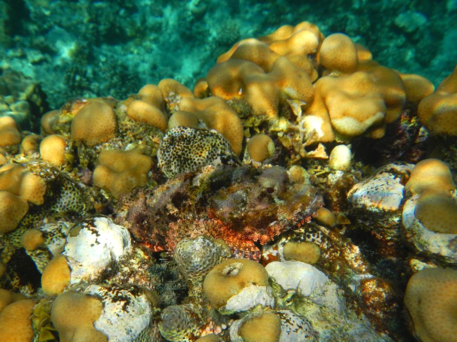 Scorpionfish blending in with yellow coral reef