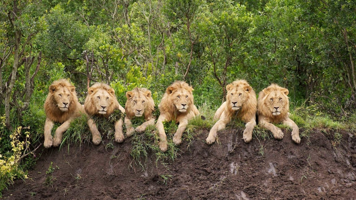 The six lions of the Mapogo coalition