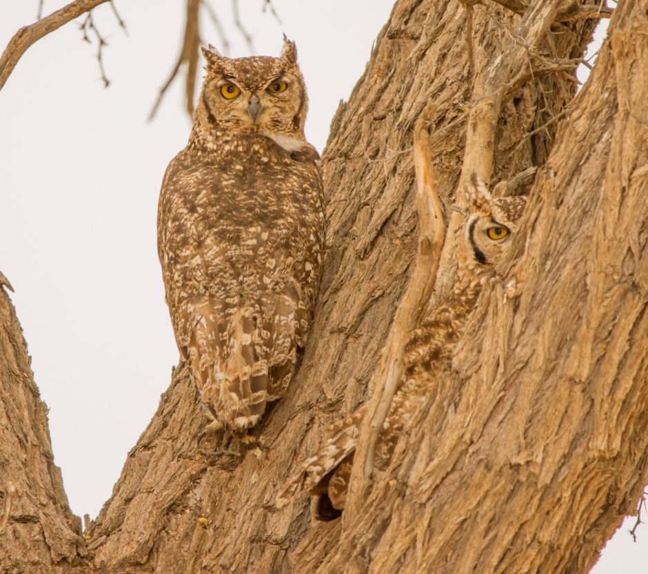 Two spotted eagle owls hiding in a tree in Botswana, another example of best camouflaged animals in Africa