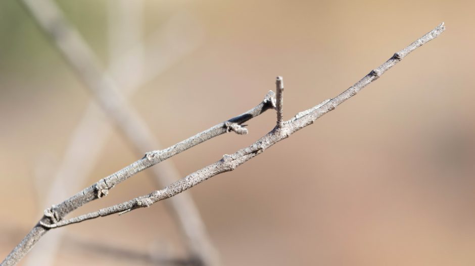 Giant stick insect blending in with surroundings, one of the best camouflaged animals in Africa