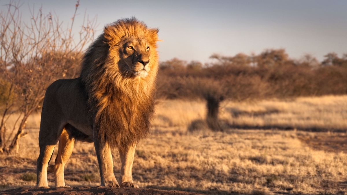 Male lion standing proud