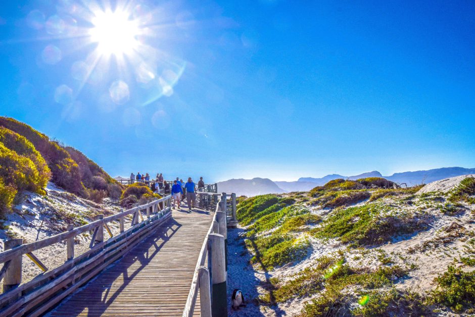 Take a stoll along the penguin boardwalk down to Boulders Beach