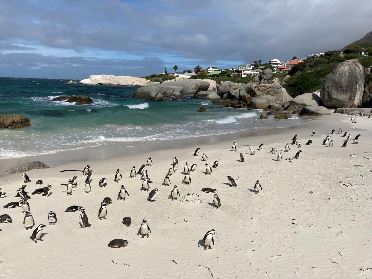 Penguins on Boulders Beach in Cape Town