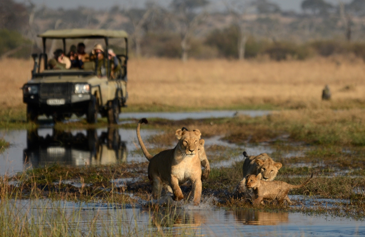 Lions frolicking in a marsh while a game drive vehicle follows