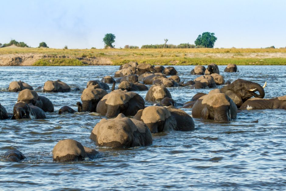 Große Elefantenherde schwimmt durch den Chobe River im Chobe Nationalpark in Botswana